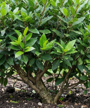 Bay Laurel (Laurus nobilis) - 1 gallon