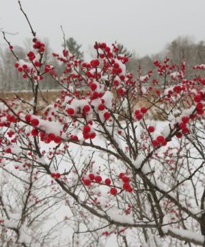 Berry Heavy® Winterberry Holly (Ilex verticillata 'Berry Heavy') - QT