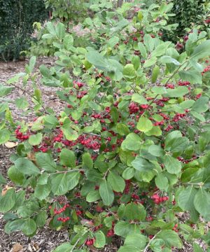 Berry Scape® Aronia (Aronia arbutifolia’Berry Scape’) - QT