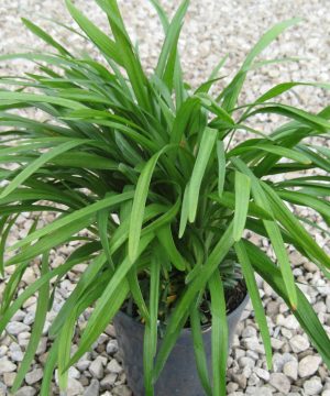 Big Blue Lily Turf (Liriope muscari 'Big Blue') - QT