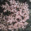 Black Lace® Elderberry (Sambucus nigra 'Eva') - QT