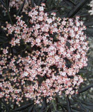 Black Lace® Elderberry (Sambucus nigra 'Eva') - QT