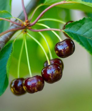 Black Tartarian Cherry (Prunus 'Fruit Black Tartarian') - 5 gallon 60"