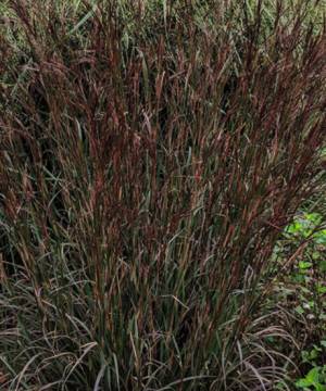 Blackhawk Big Bluestem Grass (Andropogon 'And. Blackhawks') - 1 gallon