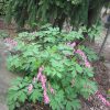 Bleeding Heart (Dicentra spectabilis) - QT