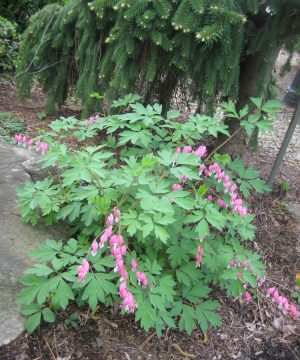 Bleeding Heart (Dicentra spectabilis) - QT