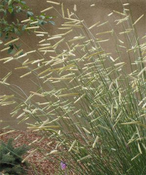 Blonde Ambition Blue Grama Grass (Bouteloua 'Blonde Ambition') - 3 gallon