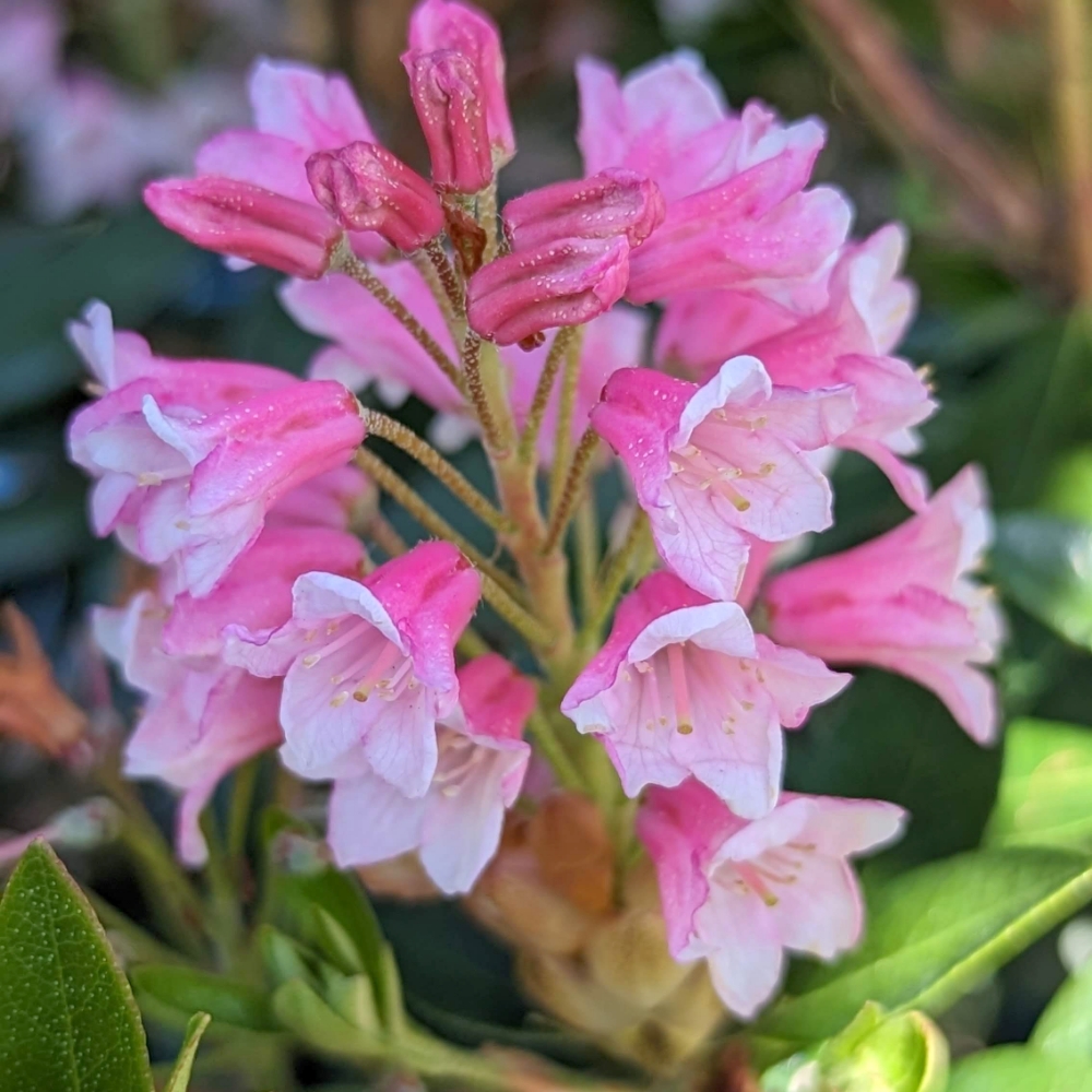 Bloombux® Magenta Rhododendron (Rhododendron micrantha Bloombux Magenta ('microhirs9')) - 3 gallon