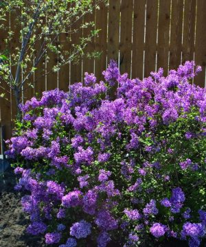 Bloomerang® Dark Purple Lilac (Syringa x 'Penda') - 3 gallon STD 12" HD