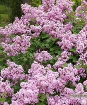 Bloomerang Purpink® Reblooming Lilac (Syringa x pubescens Bloomerang Purpink®) - 3 gallon 15"