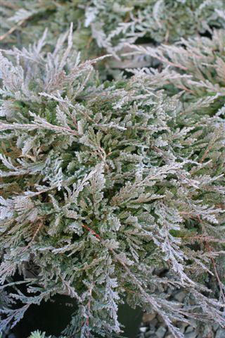 Blue Chip Juniper (Juniperus horizontalis 'Blue Chip') - 1 gallon