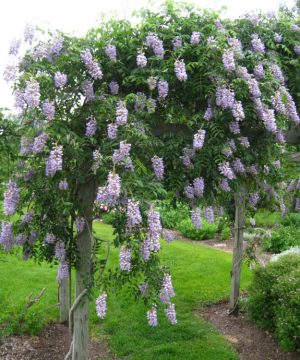 Blue Moon Wisteria (Wisteria macrostachya 'Blue Moon') - 3 gallon 60" TREE