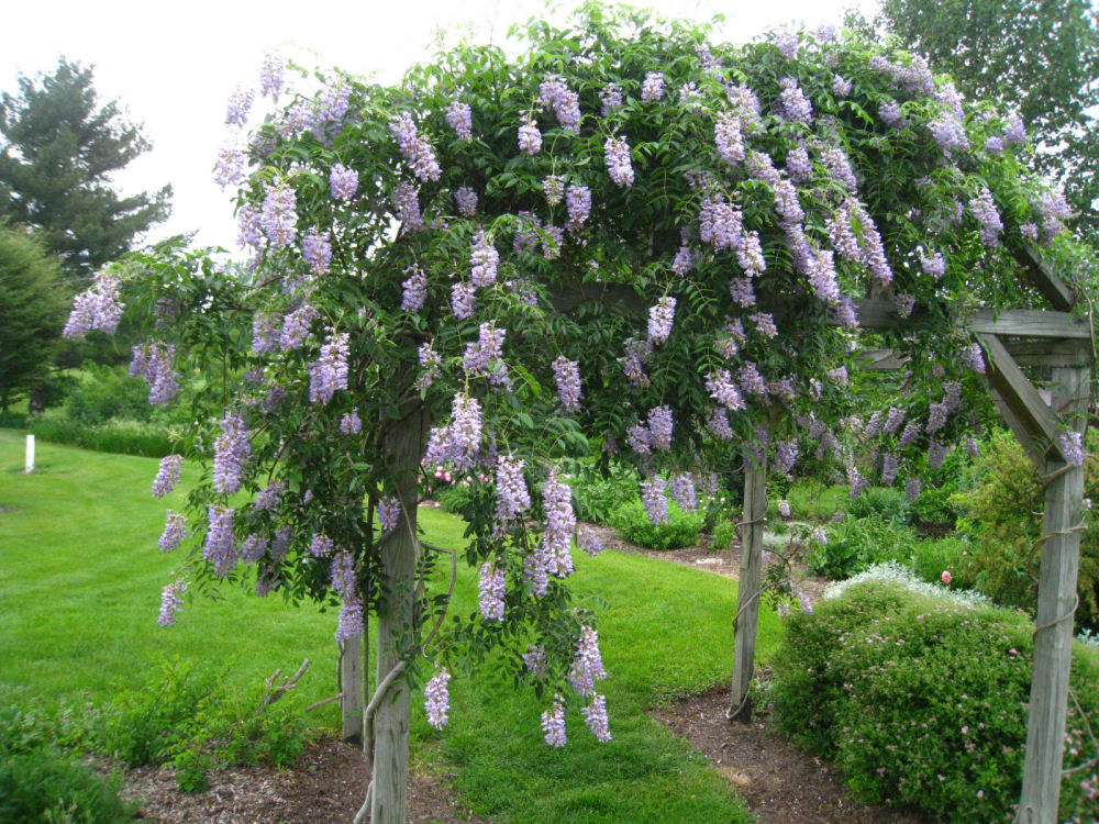Blue Moon Wisteria (Wisteria macrostachya 'Blue Moon') - 3 gallon 60" TREE