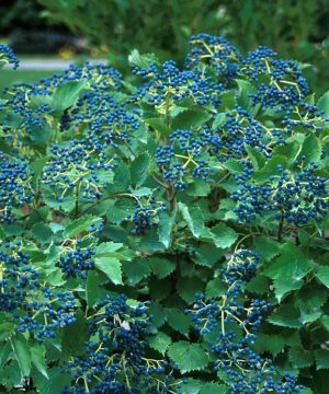 Blue Muffin® Arrowwood Viburnum (Viburnum dentatum 'Christom') - QT