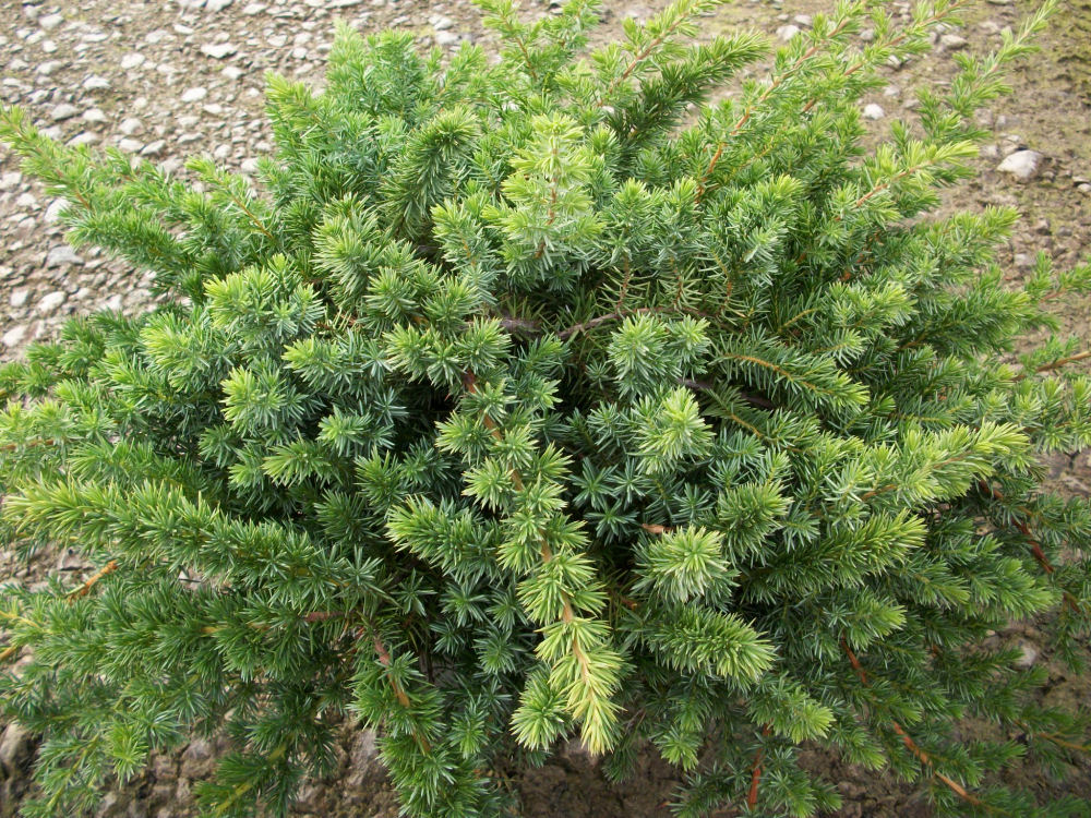 Blue Shore Juniper (Juniperus conferta 'Blue Pacific') - 1 gallon