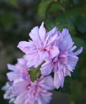 Blushing Bride Rose of Sharon (Hibiscus syriacus 'Blushing Bride') - 1 gallon