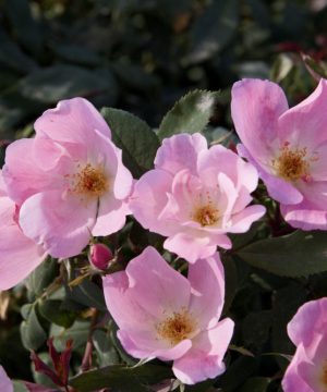 Blushing Knock Out® Rose (Rosa K.O 'Radyod') - QT