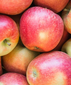 Braeburn Apple (Malus 'Fruit Braeburn') - 2 gallon 36"