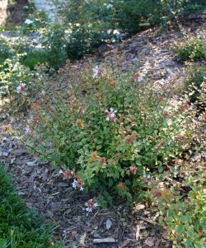 Brilliantina® Abelia (Abelia x grandiflora Brilliantina®) - QT