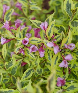 Bubbly Wine® Weigela (Weigela bubbly 'Wine') - QT