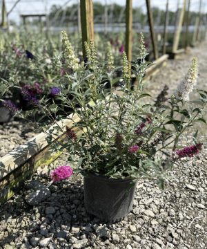 Buddleia Perfecta Trifecta (Buddleia davidii BUZZ series ‘Sky Blue’, ‘Hot Raspberry’, “ivory’) - 1 gallon