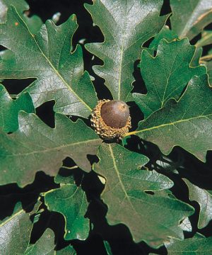 Bur Oak (Quercus macrocarpa) - 3 gallon 36-48"