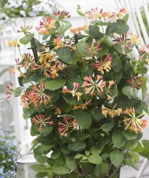 CORAL STAR™ HONEYSUCKLE (Lonicera x 'Celestial') - 3 gallon TRELLIS