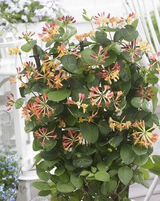 CORAL STAR™ HONEYSUCKLE (Lonicera x 'Celestial') - 3 gallon TRELLIS
