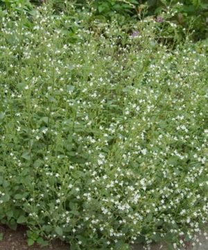 Calamint (Calamintha 'Ssp Nepeta') - QT
