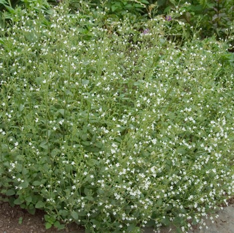 Calamint (Calamintha 'Ssp Nepeta') - QT