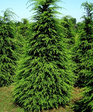 Canadian Hemlock (Tsuga canadensis) - 1 gallon 8-10"