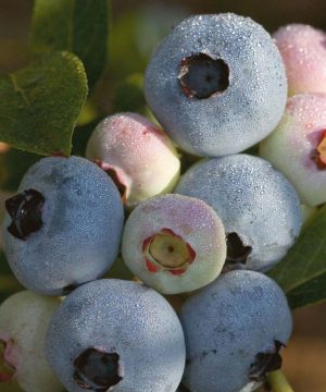 Chandler Highbush Blueberry (Vaccinium chandler 'Chandler') - 3 gallon 15"