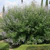 Chastetree/ Monk's Pepper (Vitex agnus castus 'Agnus-Castus') - QT