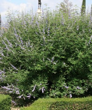 Chastetree/ Monk's Pepper (Vitex agnus castus 'Agnus-Castus') - QT
