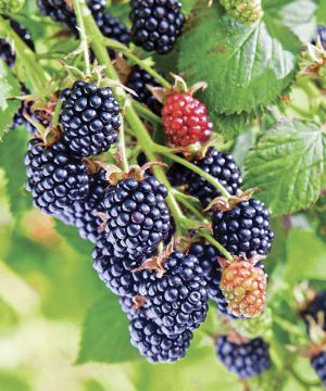 Chester Blackberry (Rubus fruticosus 'Chester') - 1 gallon 12"