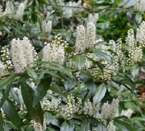Chestnut Hill Cherry Laurel (Prunus L 'Chestnut Hill') - 1 gallon