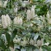 Chestnut Hill Cherry Laurel (Prunus L 'Chestnut Hill') - 2 gallon 15"