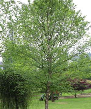 City Slicker® River Birch (Betula nigra 'City Slicker') - 3 gallon