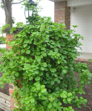 Climbing Hydrangea (Hydrangea 'Petiolaris') - 3 gallon 30" TRELLIS