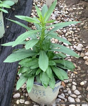 Common Sneezeweed (Helenium autumnale) - 1 gallon