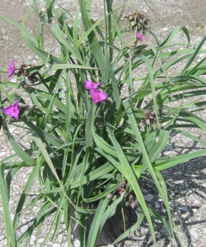 Concord Grape Spiderwort (Tradescantia x andersoniana 'Concord Grape') - QT