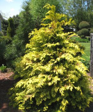 Crippsii Golden False Cypress (Chamaecyparis obtusa 'Crippsii') - 3 gallon 15"