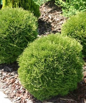 Danica Arborvitae (Thuja occidentalis 'Danica') - 3 gallon 12"