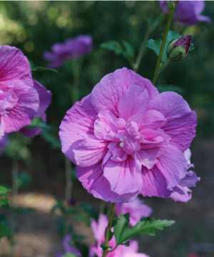 Dark Lavender Chiffon® Rose of Sharon (Hibiscus syriacus 'Dark Lav. Chiffon') - 1 gallon