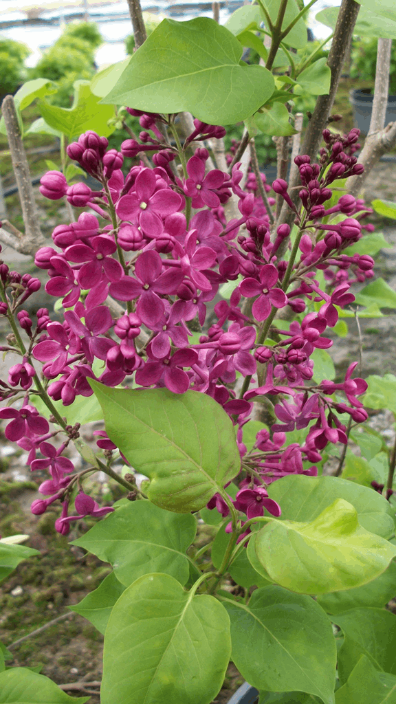 Declaration Lilac (Syringa x hyacinthiflora 'Declaration') - 1 gallon