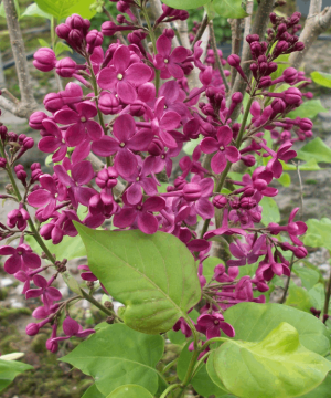 Declaration Lilac (Syringa x hyacinthiflora 'Declaration') - 3 gallon 24-30"