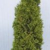 Degroots Spire Arborvitae (Thuja occidentalis 'Degroots Spire') - 1 gallon
