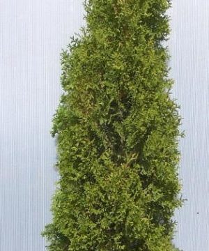 Degroots Spire Arborvitae (Thuja occidentalis 'Degroots Spire') - 1 gallon