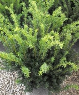 Densiformis Yew (Taxus x media 'Densiformis') - 1 gallon
