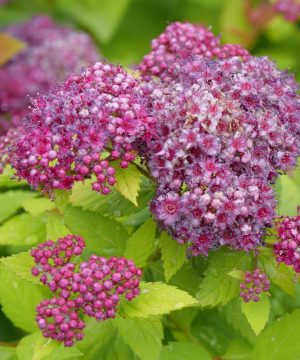 Double Play Dolly® Spirea (Spiraea JAP 'Dbl Play Dolly') - QT